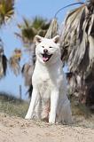 AKITA INU 205